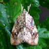 Croci or Cabbagehead Moth