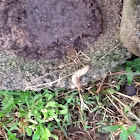 Comon garden slug