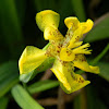 yellow walking iris
