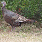 Wild turkey