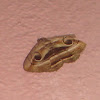Indian Owlet moth