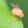Lauxinid Fly