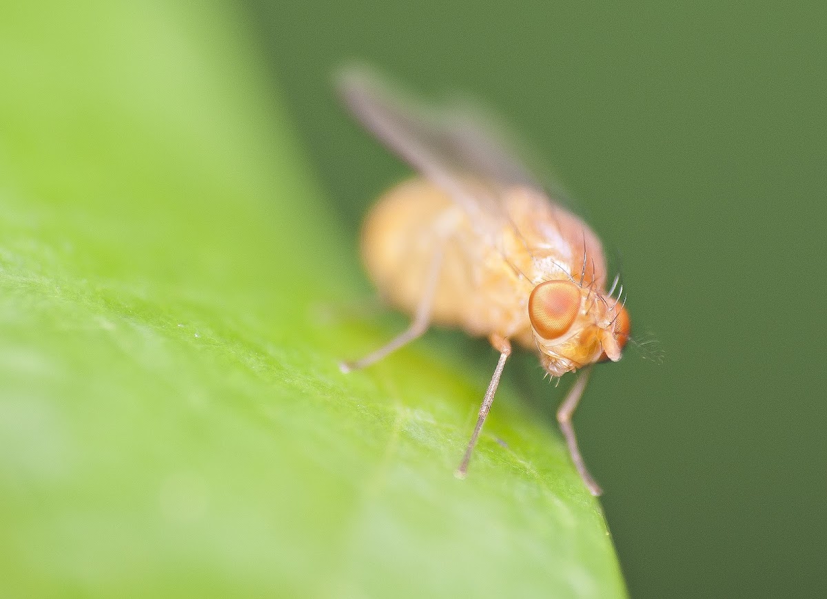 Lauxinid Fly