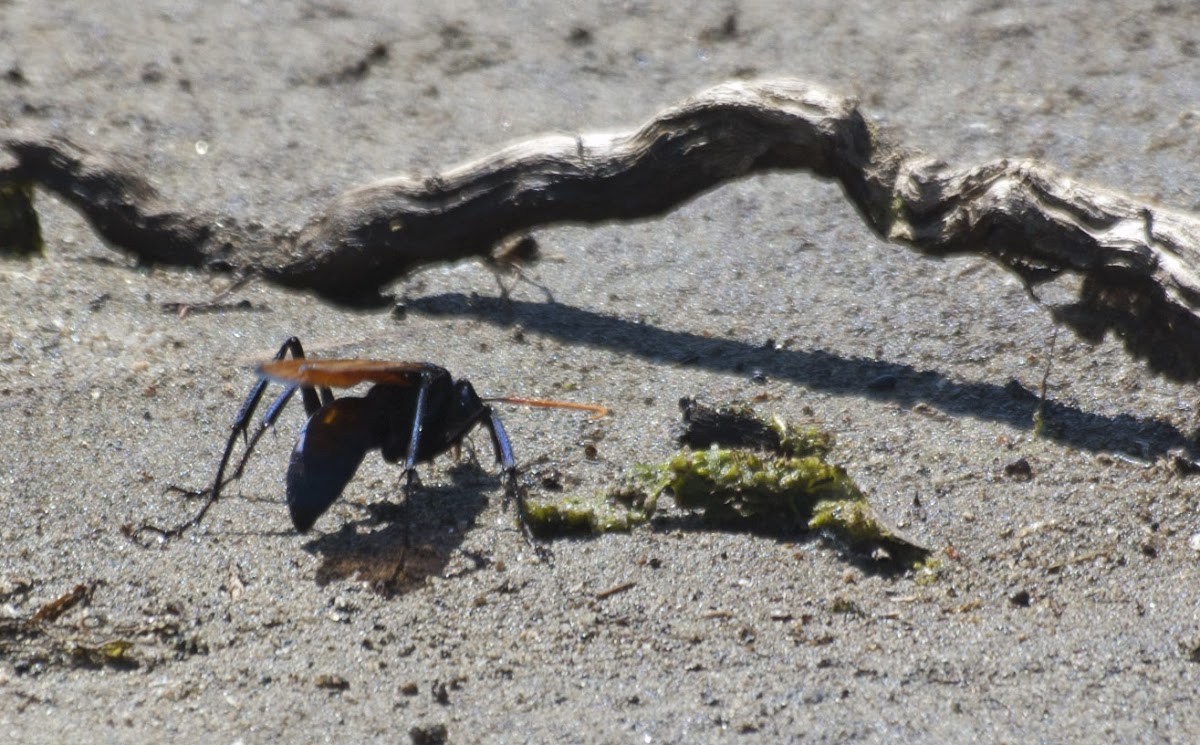 Tarantula Hawk