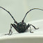 Longhorn Beetle, Cerambycidae.