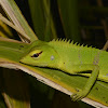 Common Green Forest Lizard