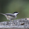 Carolina Chickadee