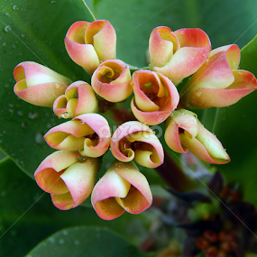 nature by Mukesh Mishra - Nature Up Close Natural Waterdrops