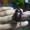 Ox Beetle (Female)