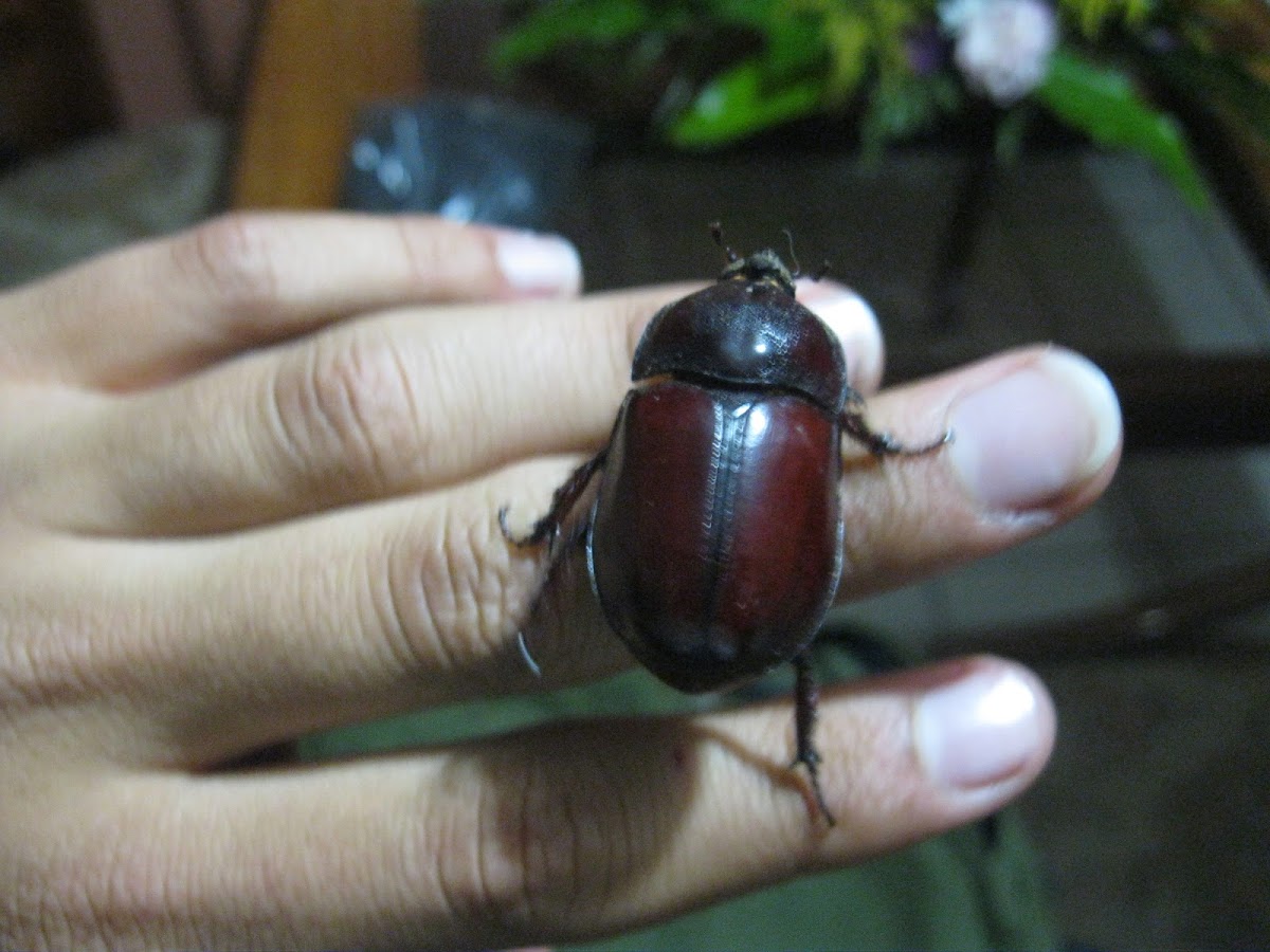 Ox Beetle (Female)