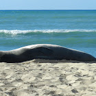 Hawaiian Monk Seal