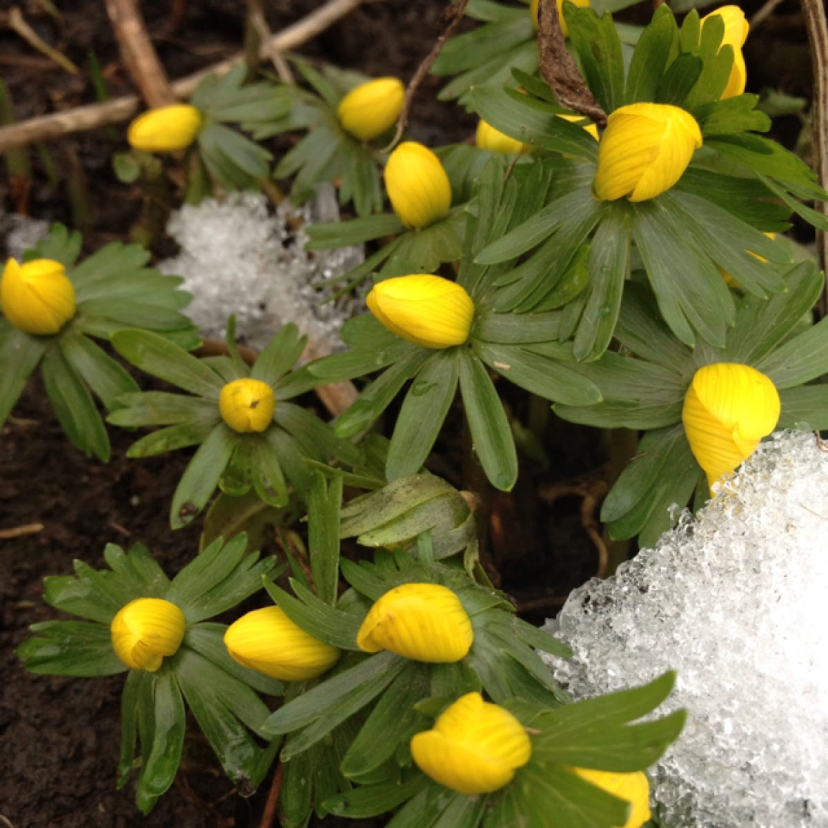 Aconite