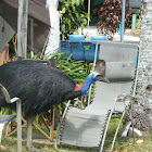 Cassowary