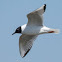 Bonaparte's Gull