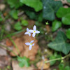 Virginia Buttonweed