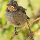 Gray catbird