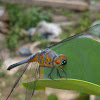 Blue Dragonfly (♂)