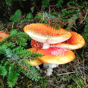 One nibble by Doug & Coleen Walkey - Nature Up Close Mushrooms & Fungi