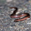 Worm Snake