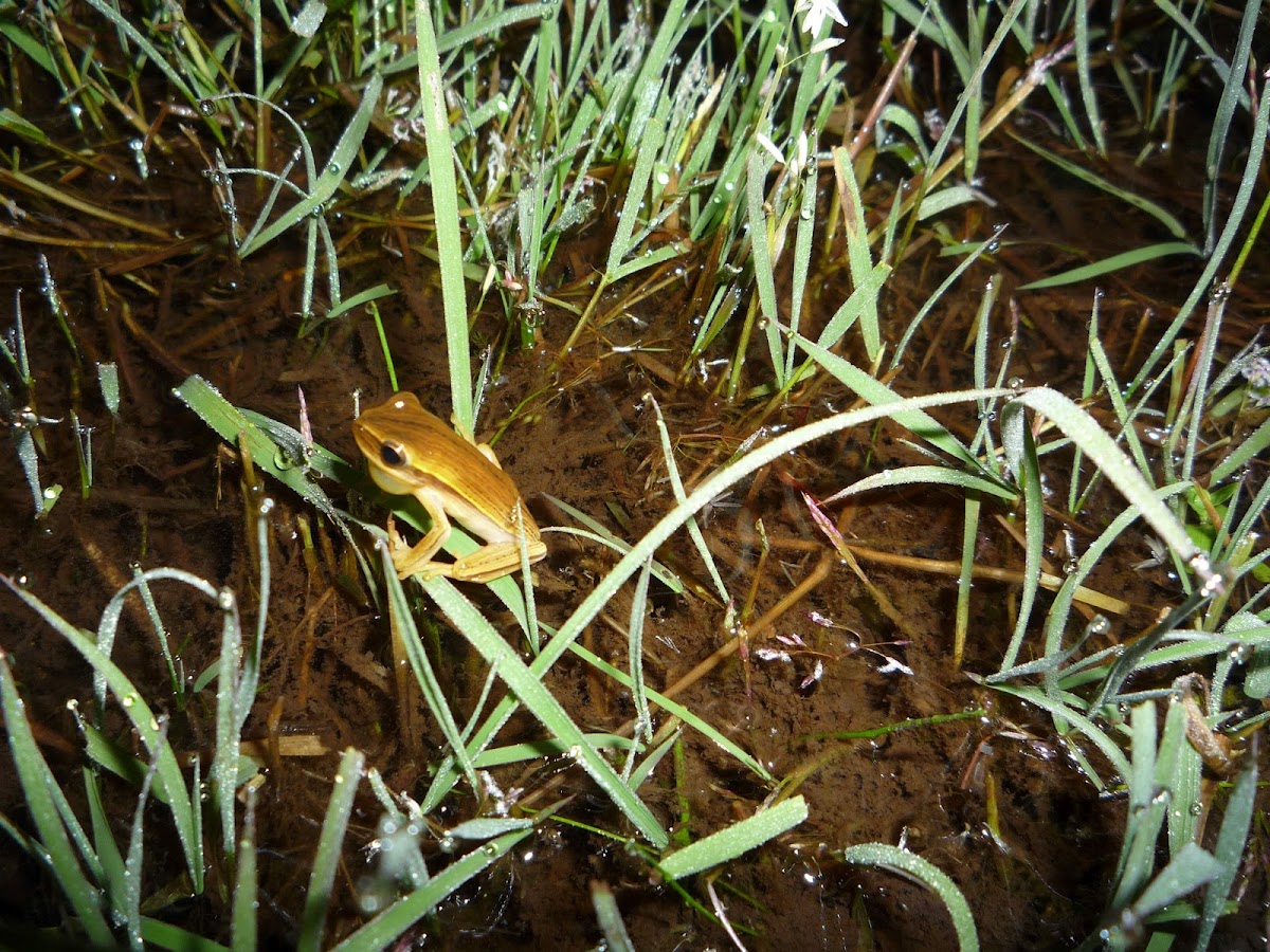 Striped-frog