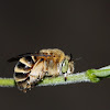 White-banded Digger Bee (Sleeping)