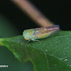 Sharpshooter leafhopper