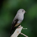 Siberian Flycatcher