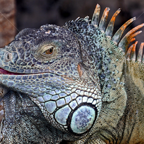 Smile by Leif Holmberg - Animals Reptiles