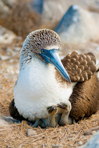 Lindblad-Expeditions-Galapagos-Bluefooted-Boobies-Mother-Babies - A bluefooted booby mother lays with her two chicks during a Lindblad Expeditions visit of the Galápagos Islands.