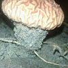 hongo cerebro, brain mushroom