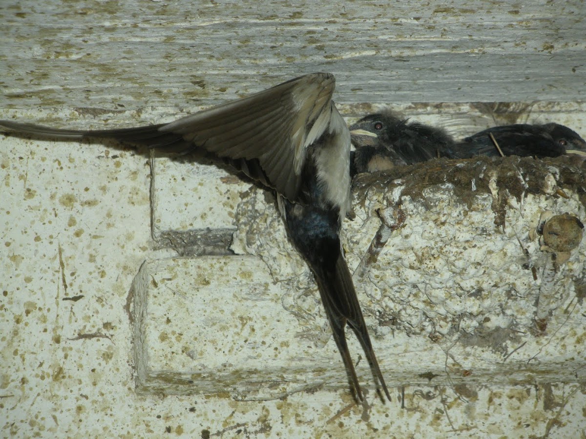 Barn Swallow with chicks