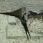 Barn Swallow with chicks