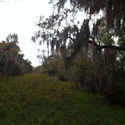 Spanish moss