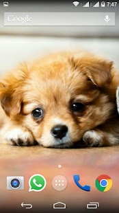 Cute Little Puppies Wallpapers Screenshots 20