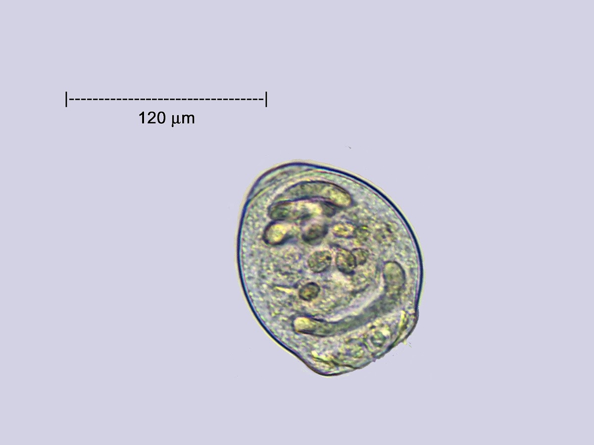 Protozoan