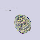 Protozoan