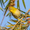 Mountain White-eye