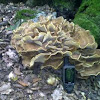 hen of the woods or maitake