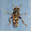 Wasp or wasp mimic fly?