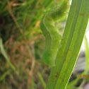 Alfalfa Looper Moth Caterpillar