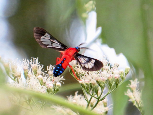 Scarlet-Bodied Wasp Moth  Cosmosoma myrodora