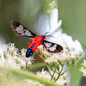 Scarlet-Bodied Wasp Moth  Cosmosoma myrodora
