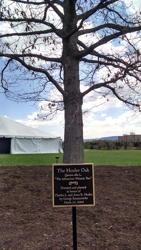 The Hosler Oak