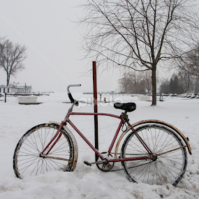 Winter Ride by Elsie Nisonen - Sports & Fitness Cycling