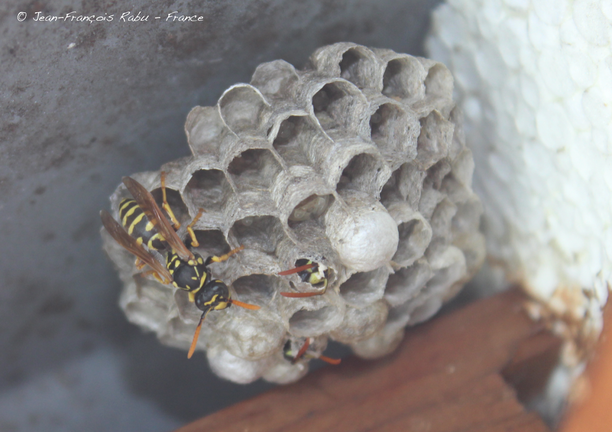 Guêpe commune (common wasp)