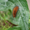 Virginian Tiger Moth (Larva)