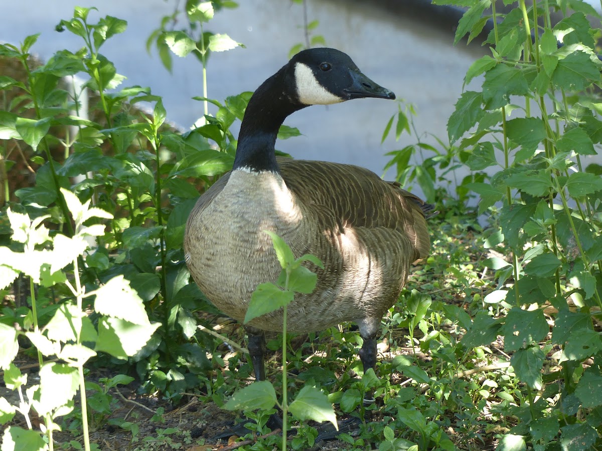 Canada goose