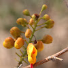 Caesalpinia affinis