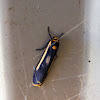 Lichen-eating caterpillar (moth)