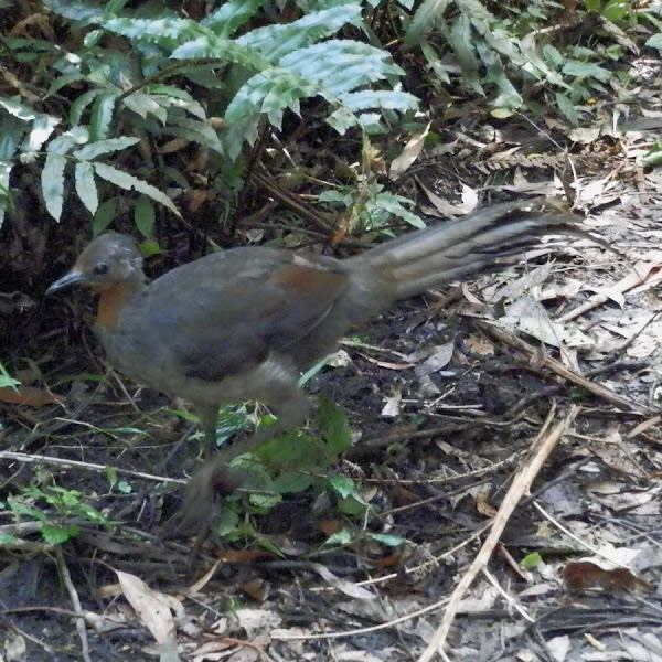 Superb Lyrebird - Female 